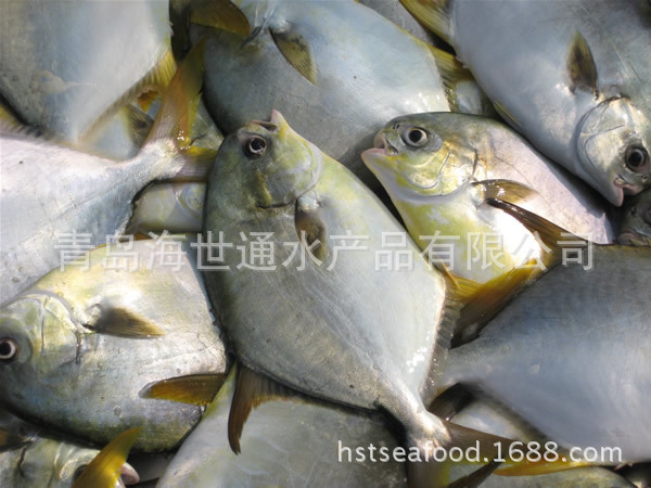 批發供應 深海網箱養殖 金鯧魚工廠,批發,進口,代購