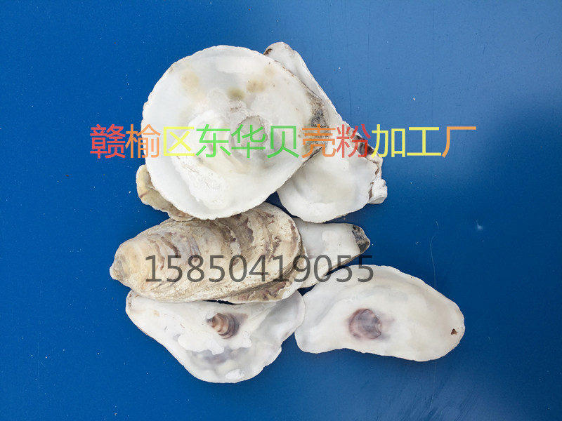 廠傢供應貝殼粉牡蠣殼上蓋、紫菜育苗附著體工廠,批發,進口,代購