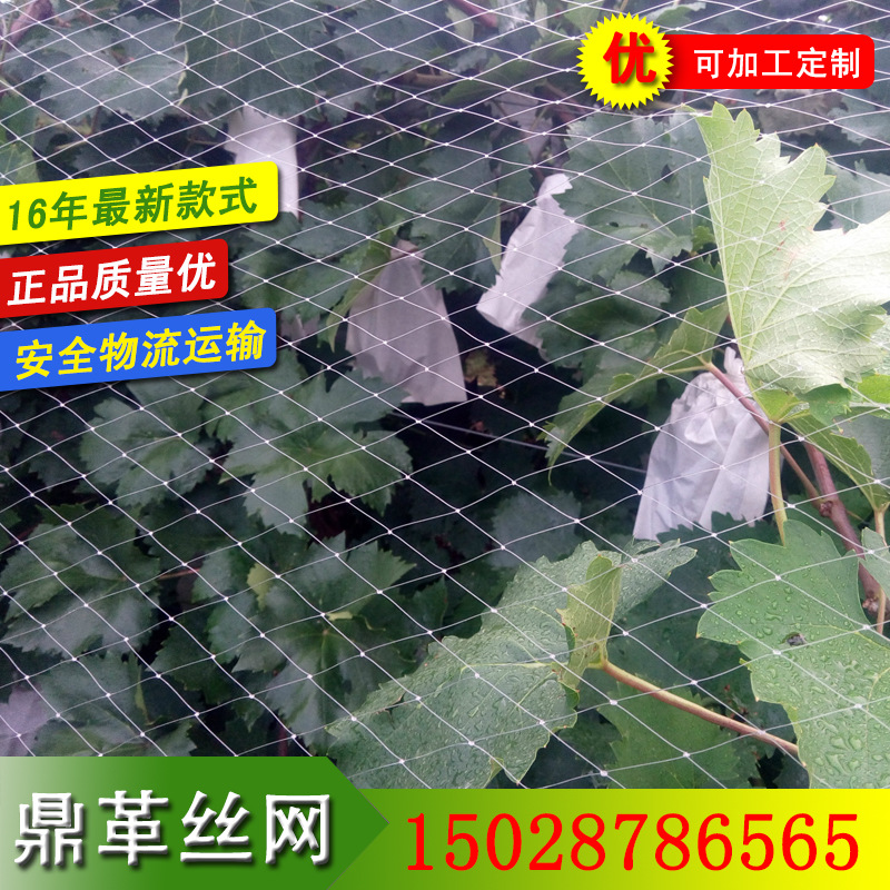 大棚葡萄種植專用防鳥網，稻谷防鳥網工廠,批發,進口,代購