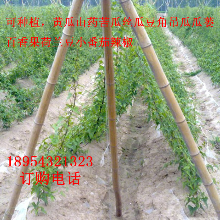 【廠傢批發】全新料生產質量好價格低的豆角等爬藤植物網工廠,批發,進口,代購