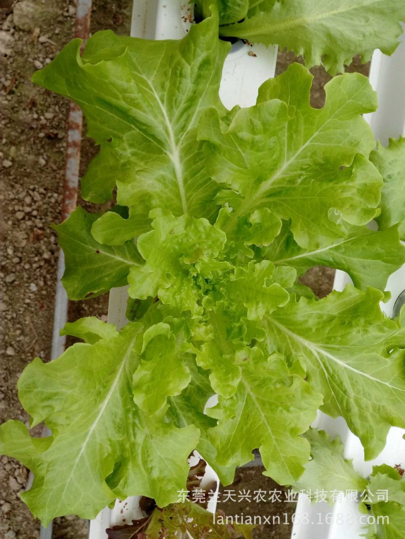 供應蘭天興農 葉菜無土栽培設備技術指導工廠,批發,進口,代購