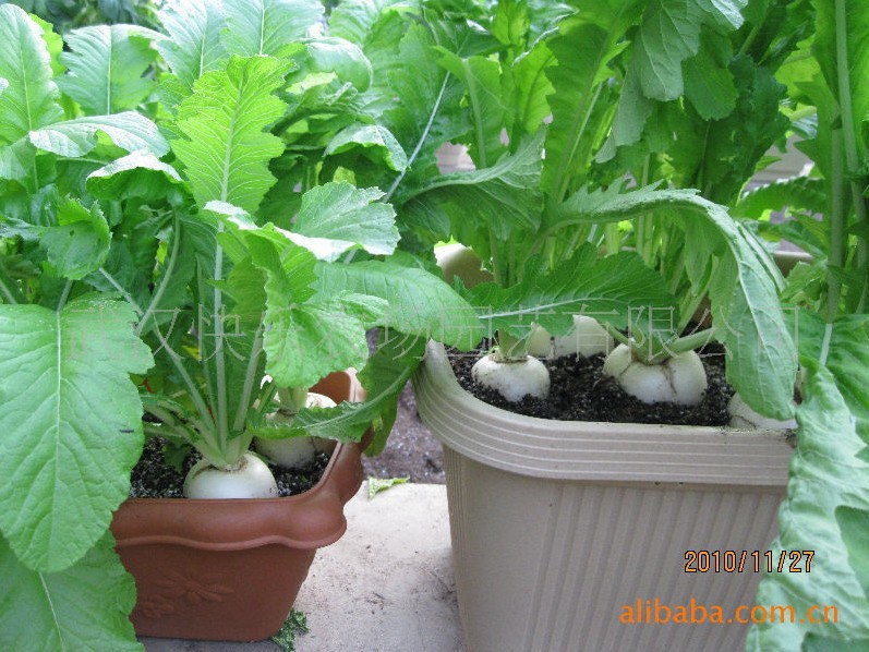 陽臺種菜資材集成--營養栽培土、果蔬種植箱、工具、種子、肥料等批發・進口・工廠・代買・代購